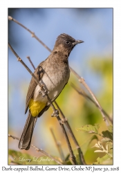 Dark-capped Bulbul