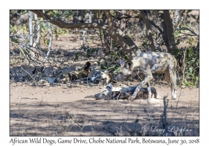 African Wild Dogs