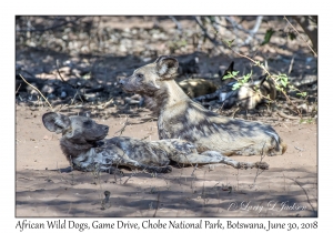 African Wild Dogs