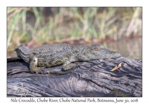 Nile Crocodile