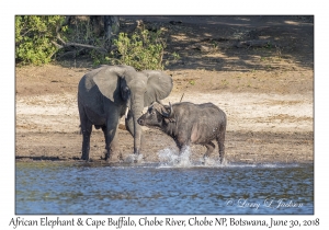 African Elephant & Cape Buffalo