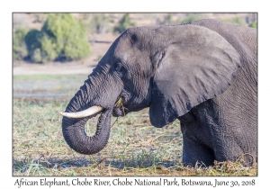 African Elephant