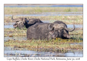 Cape Buffalo