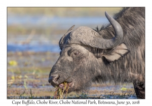 Cape Buffalo