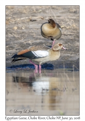 Egyptian Geese