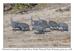 Helmeted Guineafowl