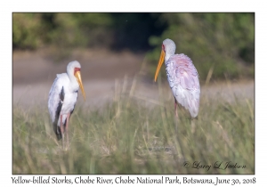 Yellow-billed Storks