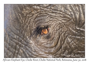 African Elephant Eye