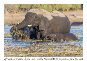 African Elephants