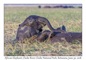 African Elephant