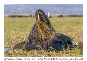 African Elephants