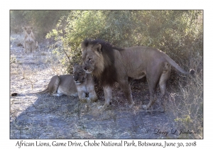 African Lions