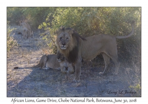 African Lions