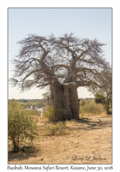 Baobab