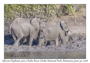 African Elephants