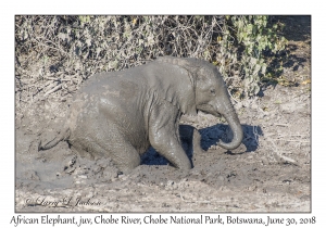 African Elephant, juvenile