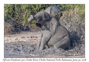 African Elephant