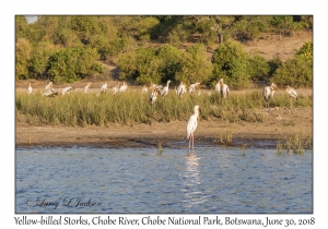 Yellow-billed Storks