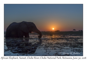 Sunset & African Elephant