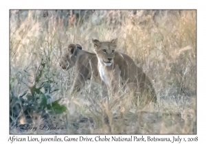 African Lions