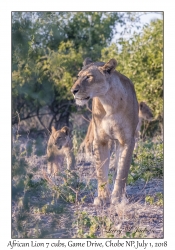 African Lion, female & cubs