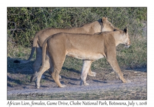 African Lion, females