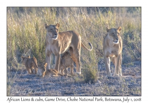 African Lion, females & cubs