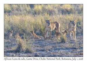 African Lion, females & cubs