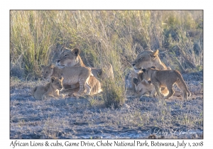 African Lion, females & cubs