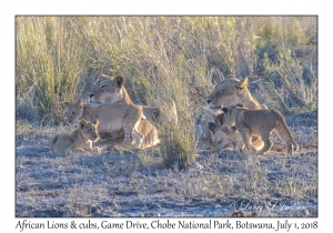 African Lion, females & cubs