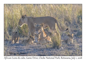 African Lion, females & cubs