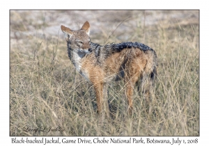 Black-backed Jackal