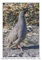 Red-billed Francolin