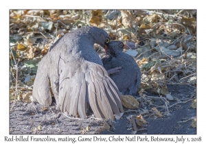 Red-billed Francolins, mating