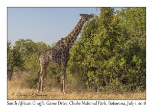 South African Giraffe