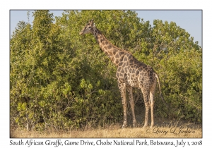 South African Giraffe