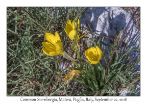 Common Sternbergia