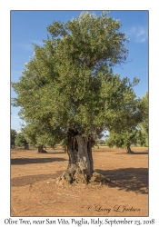 Olive Tree