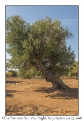 Olive Tree