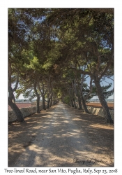 Tree-lined Road