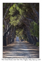 Tree-lined Road