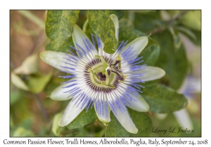 Common Passion Flower