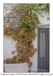 Virginia Creeper