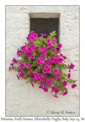 Petunias