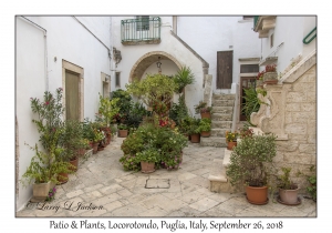 Patio & Plants