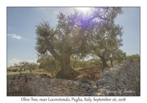 Olive Tree