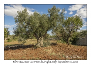 Olive Tree