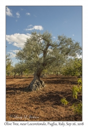 Olive Tree