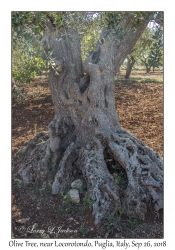 Olive Tree