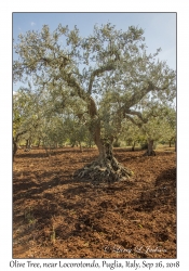 Olive Tree